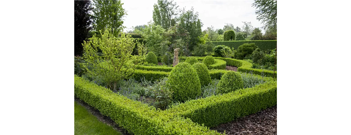 Buxus sempervirens