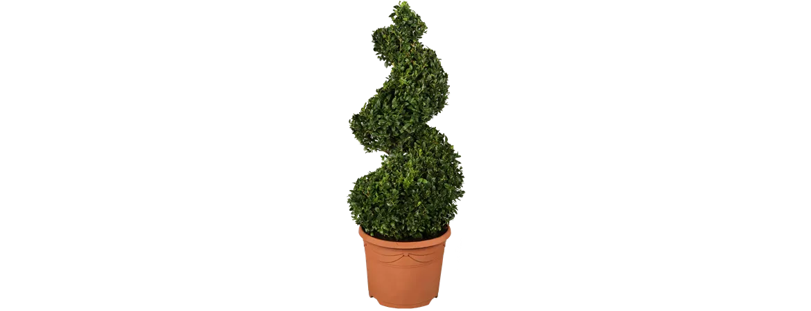 Buxus sempervirens