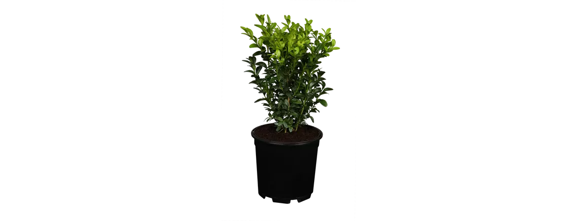 Buxus sempervirens