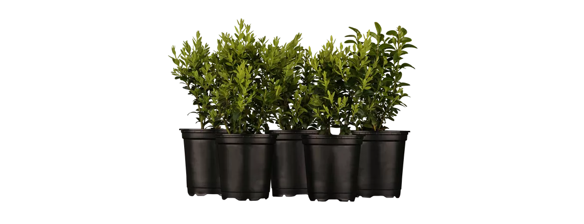 Buxus sempervirens