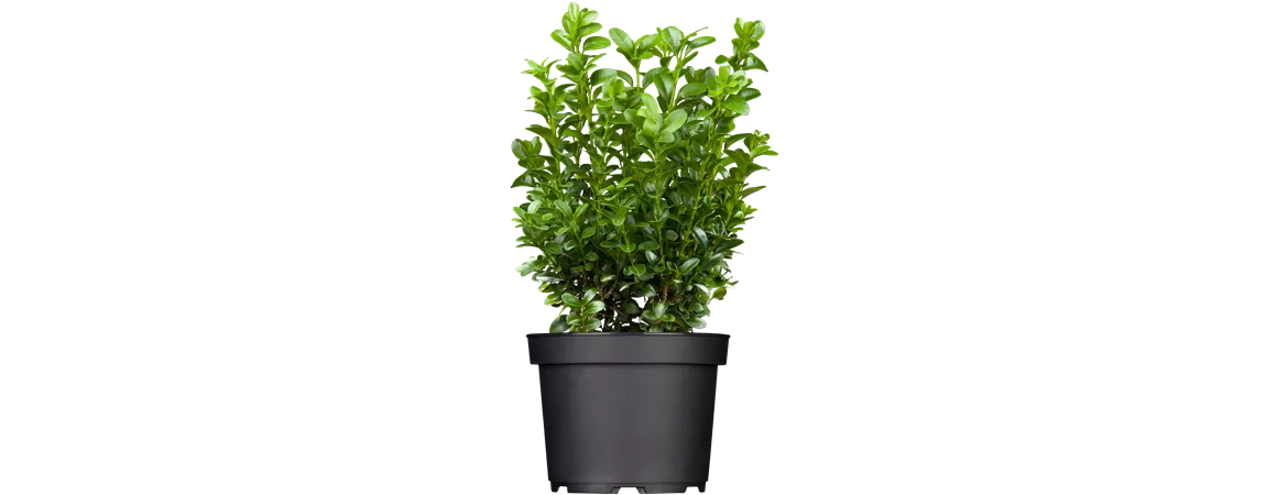 Buxus sempervirens