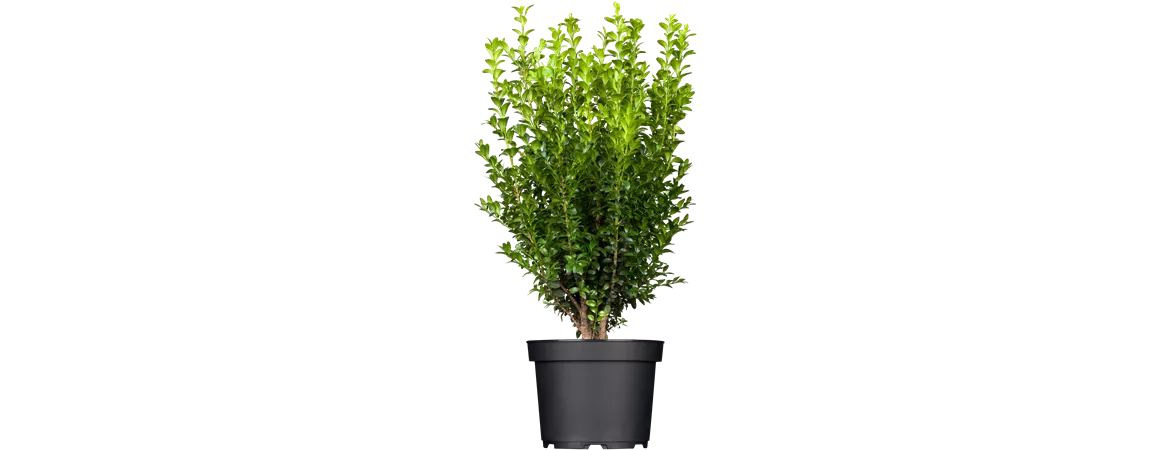 Buxus sempervirens