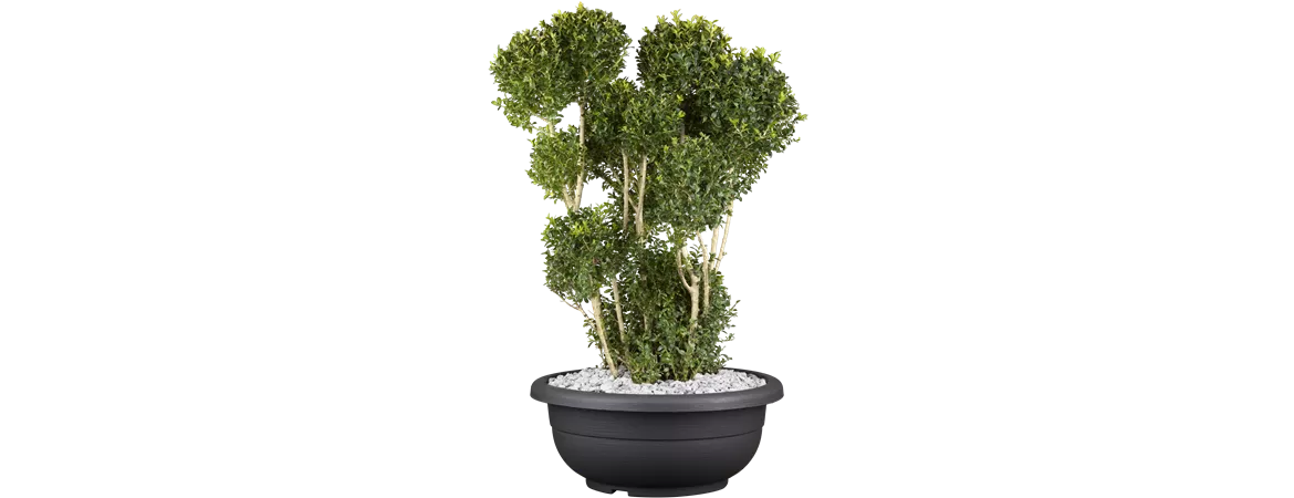 Buxus sempervirens