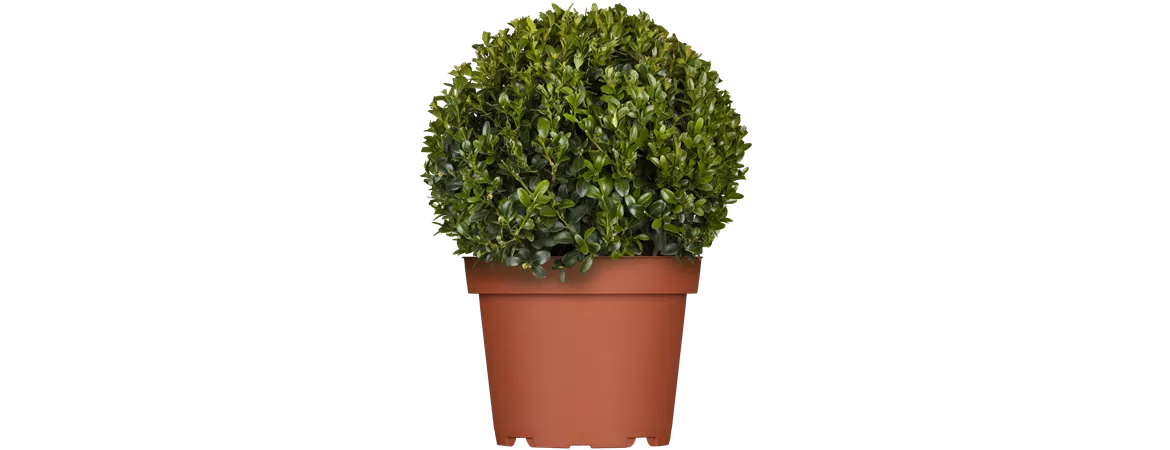 Buxus sempervirens