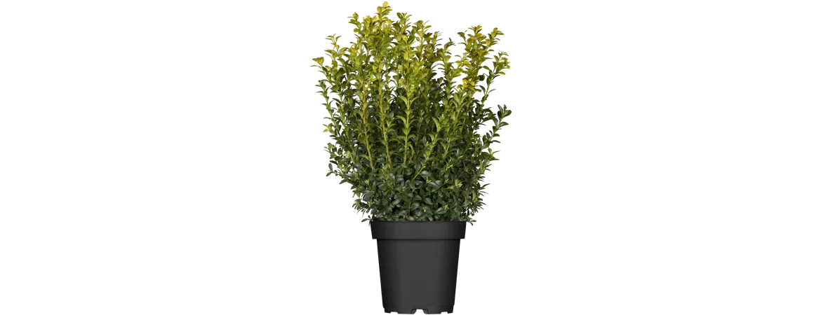 Buxus sempervirens