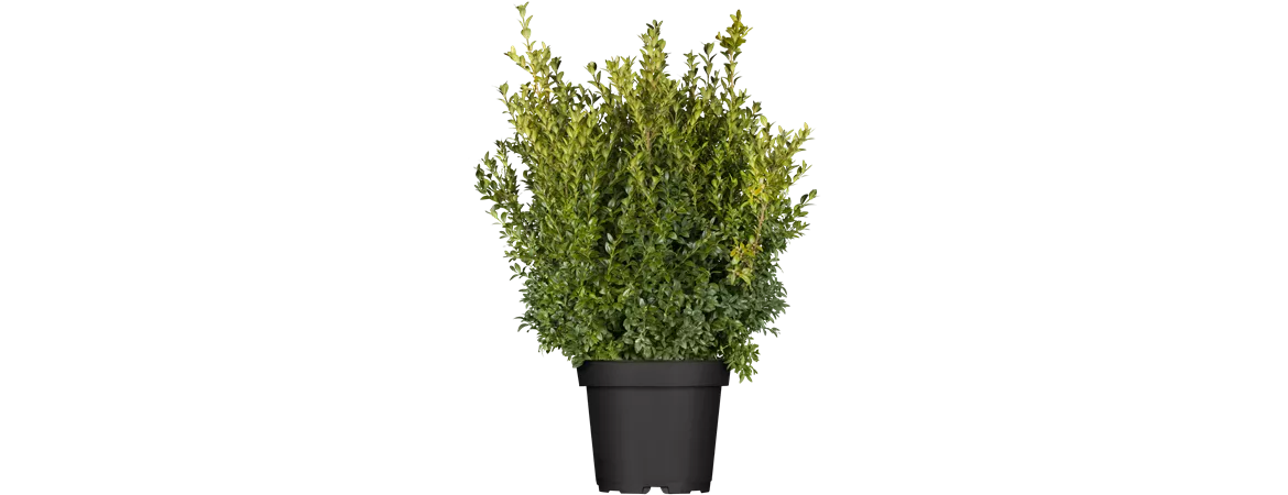 Buxus sempervirens